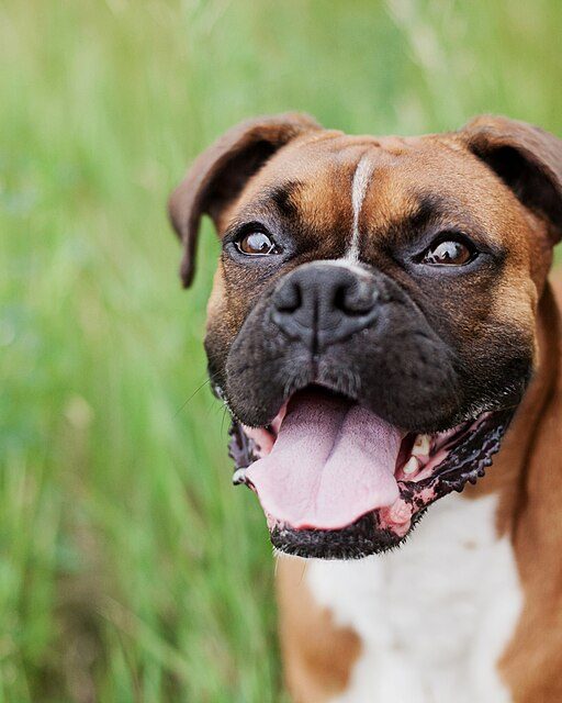 Animals videos